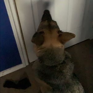 Meet your Posher, Jerry